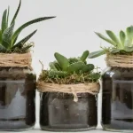 hidropónico es el metodo sin suelo