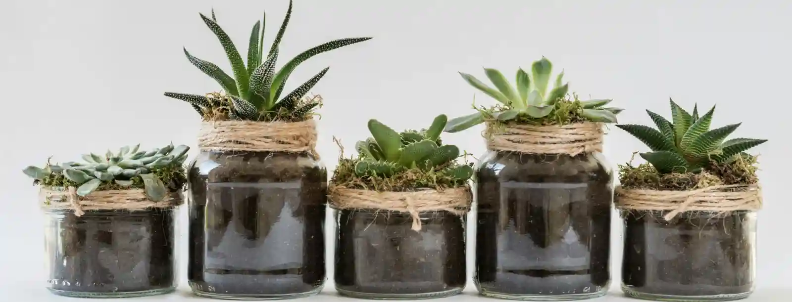 hidropónico es el metodo sin suelo