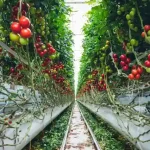 Película nutritiva (NFT)