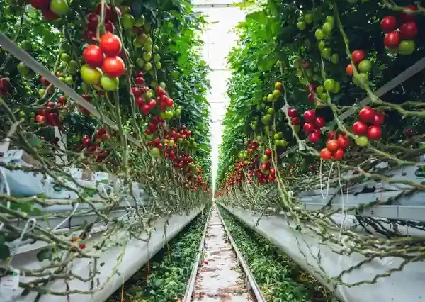 Película nutritiva (NFT)