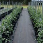 sistema de riego por goteo