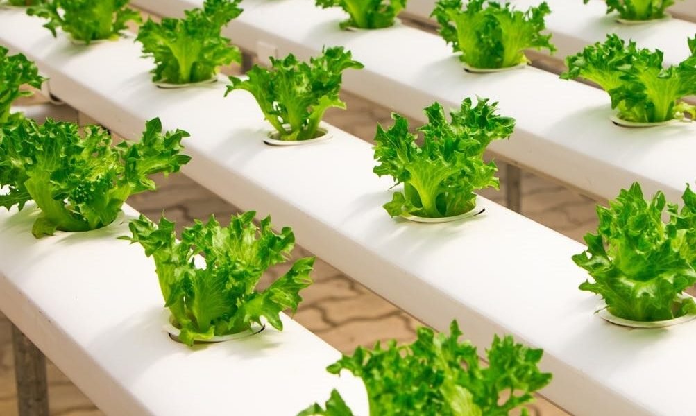 Primeros pasos en la hidroponía