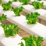 Primeros pasos en la hidroponía