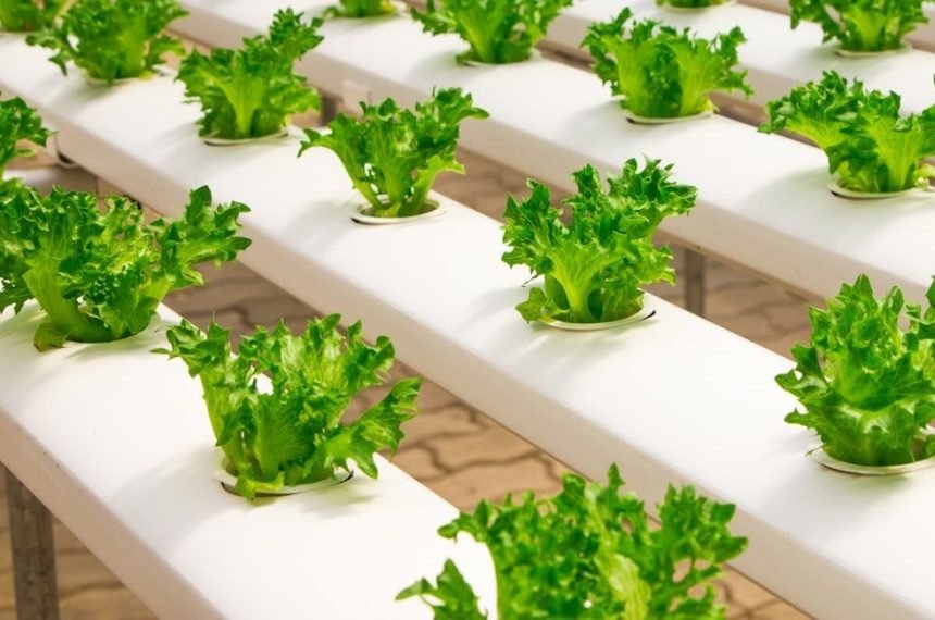 Primeros pasos en la hidroponía